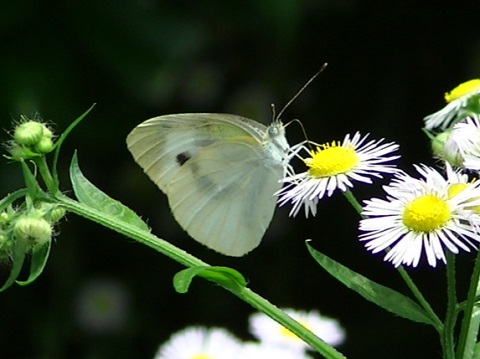 �`���E�`��