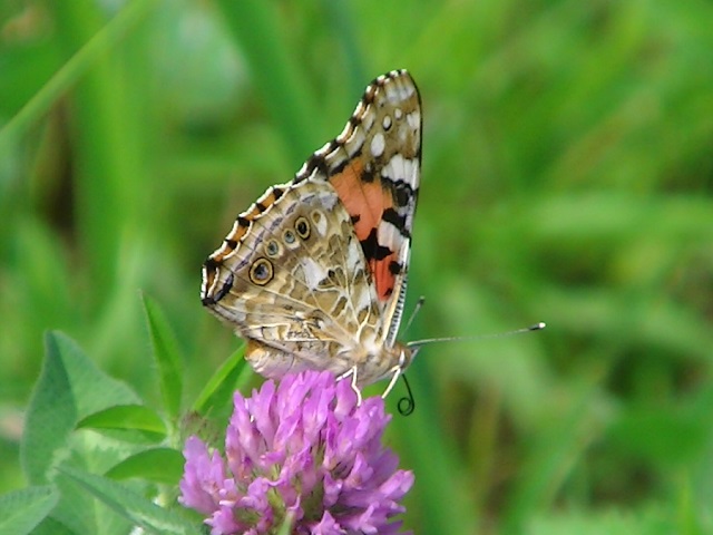 �`���E�`��