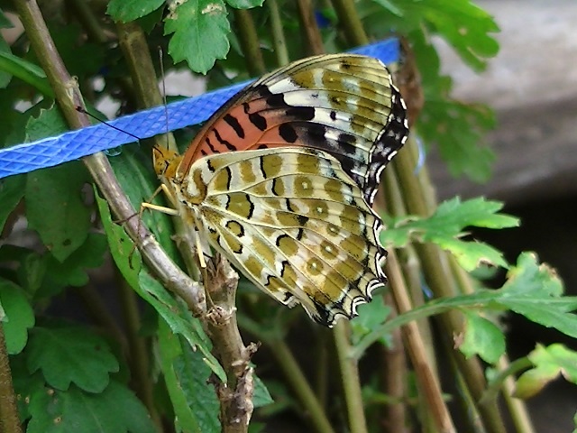 �`���E�`��