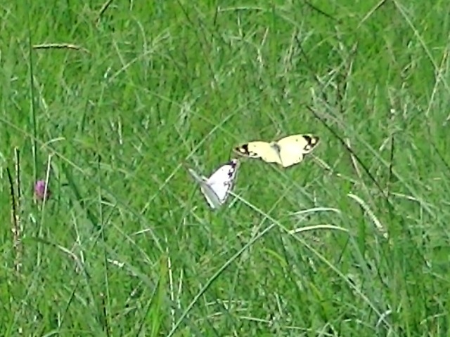 �`���E�`��