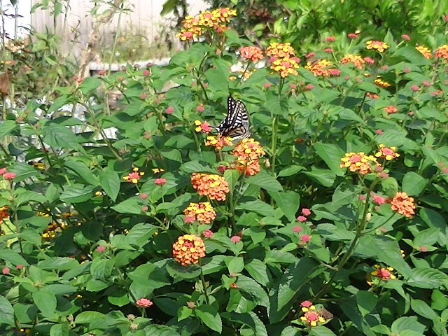 �`���E�`��