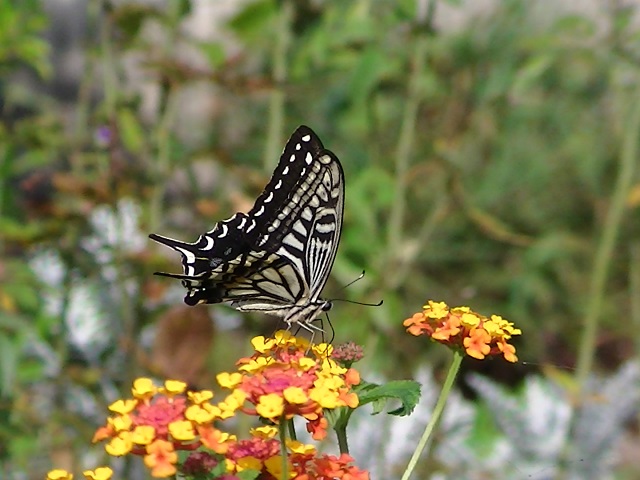 �`���E�`��