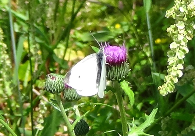 �`���E�`��