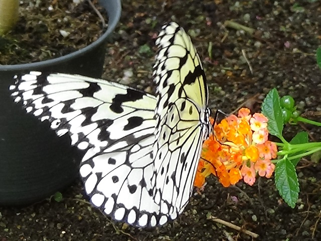 �`���E�`��