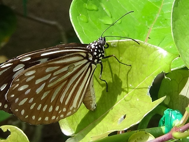 �`���E�`��