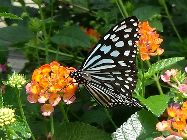 �`���E�`��