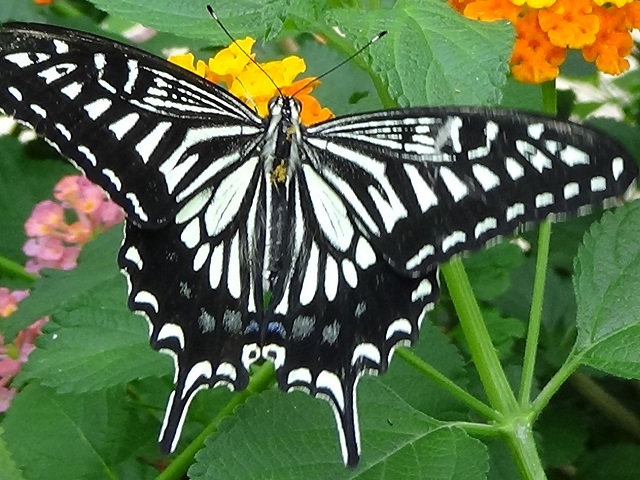 �`���E�`��