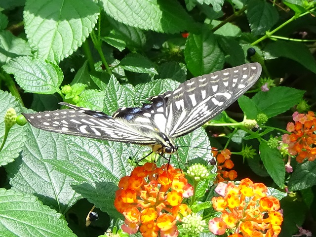 �`���E�`��