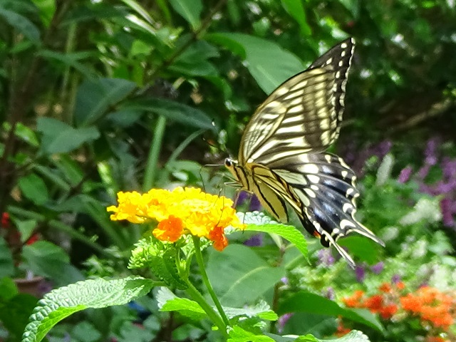 �`���E�`��