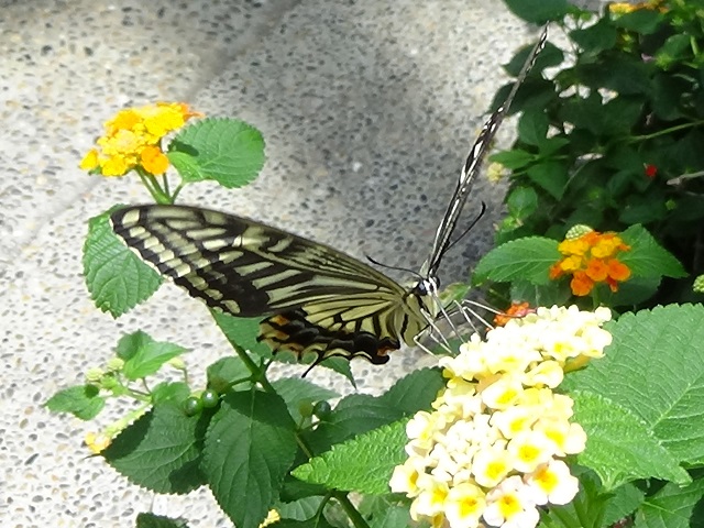 �`���E�`��