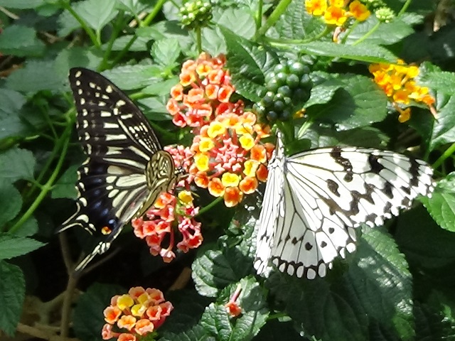 �`���E�`��