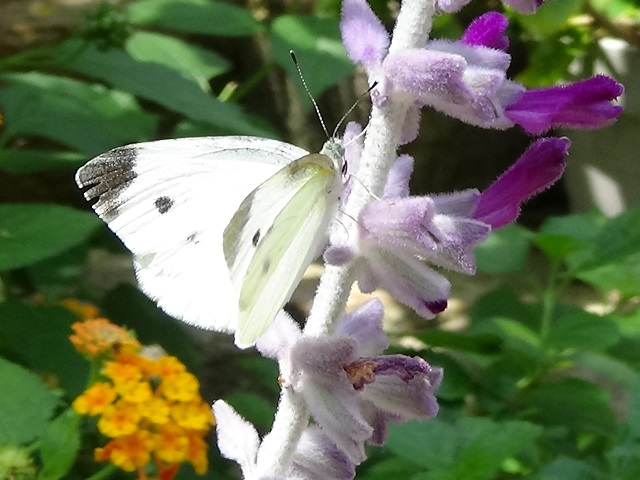 �`���E�`��