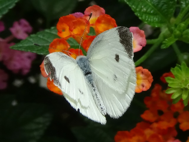 �`���E�`��