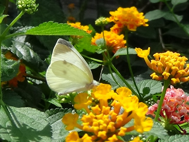 �`���E�`��