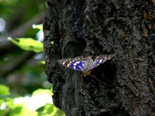 �I�I�����T�L