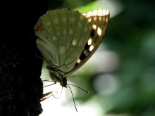 �I�I�����T�L