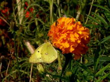 �����L�`���E