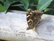 �A�J�^�e�n