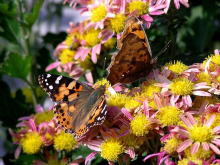 �q���A�J�^�e�n