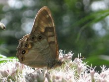 �q�J�Q�`���E