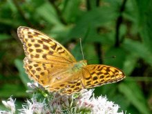 �~�h���q���E����