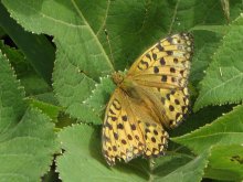 �c�}�O���q���E����