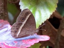 �q���W���m��