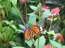 �X�W�O���J�o�}�_��