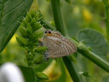 �E���i�~�V�W�~