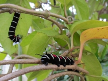 �I�I�S�}�_��