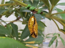 �I�I�S�}�_��