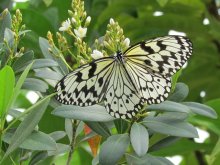 �I�I�S�}�_��