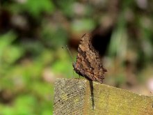 �����^�e�n