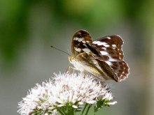 ���X�O���q���E����