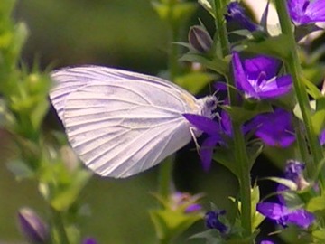 �����V���`���E