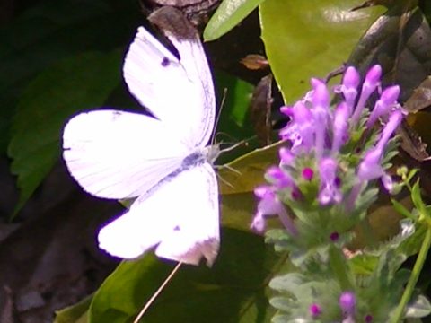 �����V���`���E