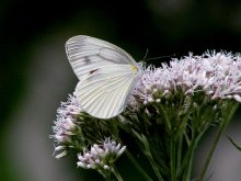 �X�W�O���V���`���E