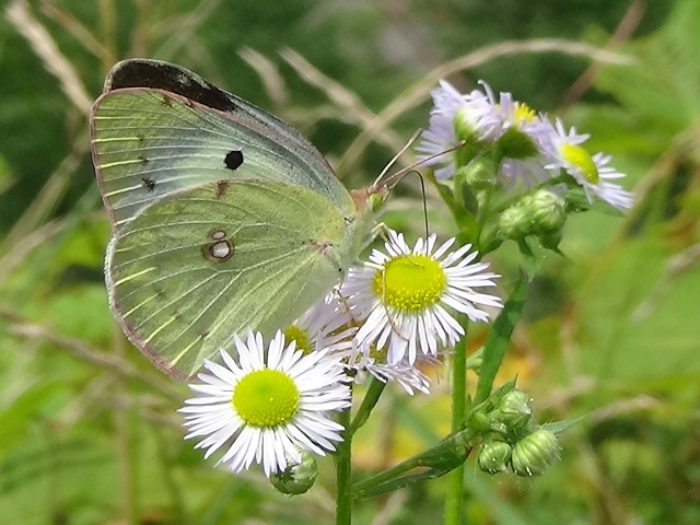 ���傤����