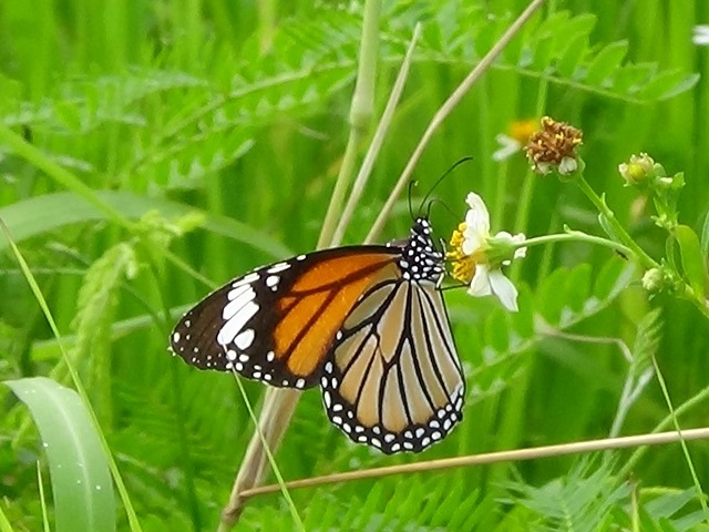 ���傤����