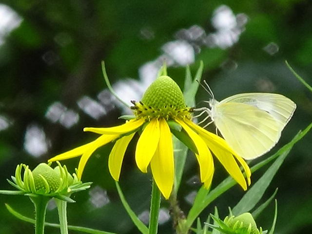 ���傤����