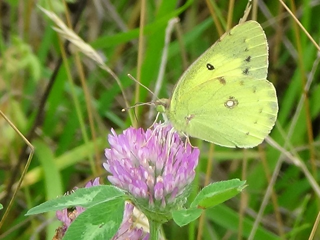 ���傤����