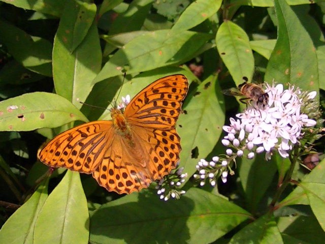 ���傤����