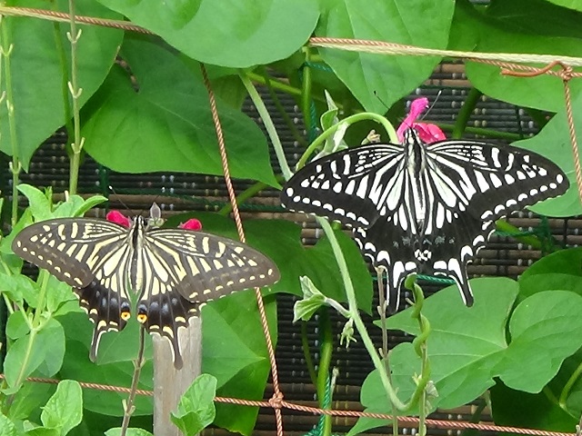 ���傤����