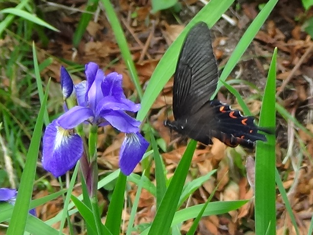 ���傤����