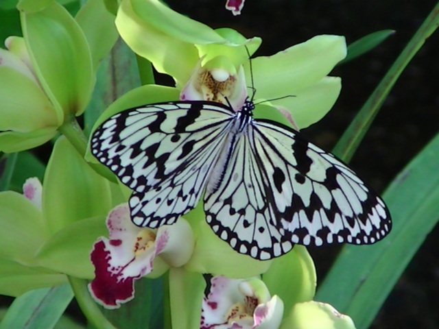 ���傤����